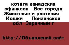 котята канадских сфинксов - Все города Животные и растения » Кошки   . Пензенская обл.,Заречный г.